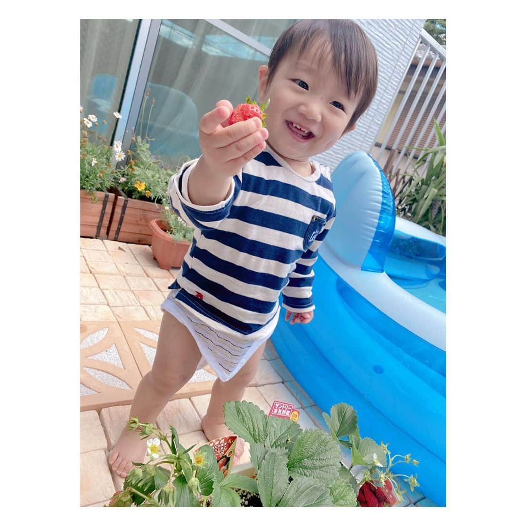 辻希美さんのインスタグラム写真 - (辻希美Instagram)「赤くなった苺🍓に気付いて収穫👶💕💕👏 #幸空 #一歳五ヶ月 #苺🍓 #収穫 #赤くなった苺に気付く #さすが苺好き #🍓🍓🍓」5月24日 16時00分 - tsujinozomi_official