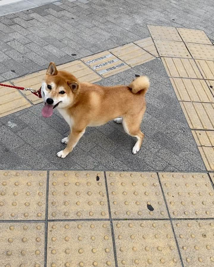 柴犬Mamesuke・Korosuke??大阪のインスタグラム