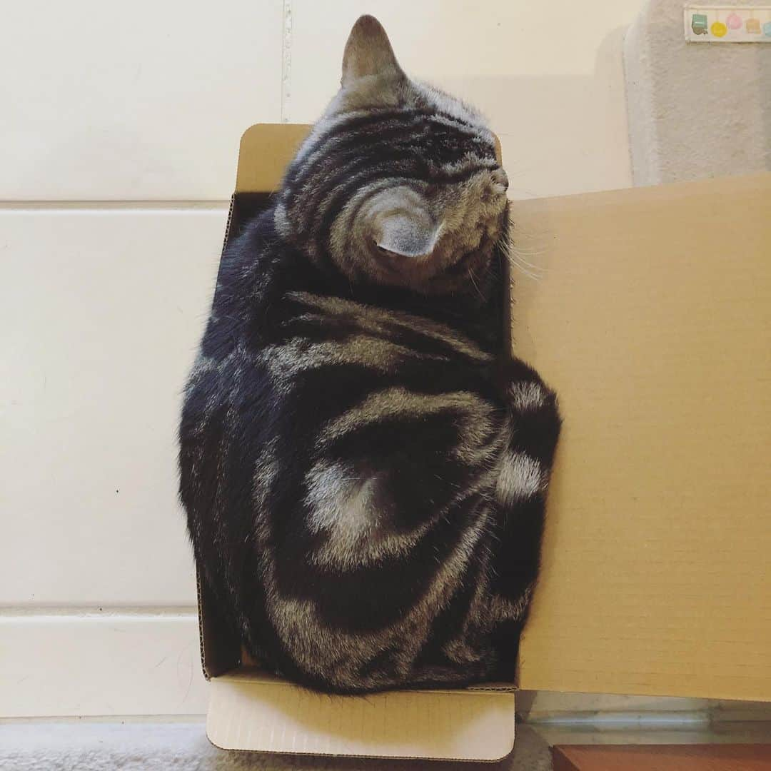 chai0219さんのインスタグラム写真 - (chai0219Instagram)「「やっぱり箱が好き」  #americanshorthair #kitty #kitten #cat #cats #catstagram #neco #アメショ #アメショー #アメリカンショートヘア #ねこ #猫 #ネコ #にゃんこ #ニャンコ #ねこ部 #猫もふ #ねこのきもち #ねこのいる生活 #ねこのいる暮らし #慢性腎不全猫 #慢性腎不全闘病中  #おうち時間」5月24日 8時04分 - chai0219