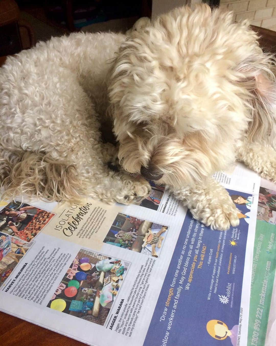 シャーニ・ヴィンソンのインスタグラム：「EXTRA! EXTRA! READ ALL ABOUT IT!! 🐕📰 Jagger just reading about himself in this weekend’s paper - it’s no big deal! @sunshinecoastdaily @jaggerpoo #newspaper #proudmom #doglife #bignews #isolationcelebration #birthdayparty #dog #dogmom @noosadogcakes」
