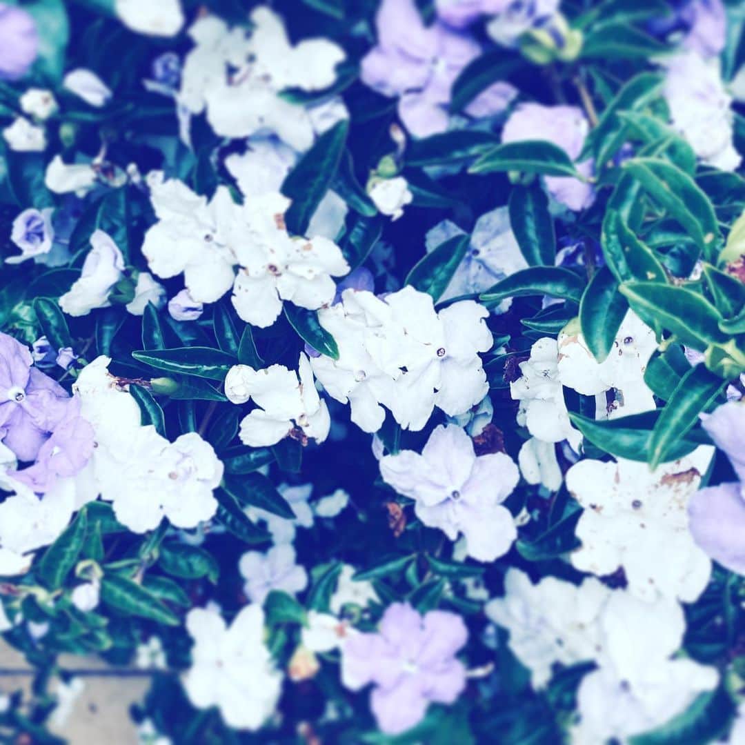 のインスタグラム：「#flowers #flowersoflife #white #purple #blossom #hope」