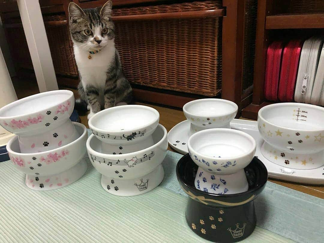 猫壱（ねこいち•ネコイチ）さんのインスタグラム写真 - (猫壱（ねこいち•ネコイチ）Instagram)「. 【Instagramに投稿して猫壱商品をもらっちゃおう✨ 】 ▫ 自慢のハッピーダイニングコレクション✨ ▫ ▫ #どれで食べるか迷っちゃう😁 #今日はなんの気分かな？ ▫ ▫ お気に入りの商品は  #ハッピーダイニング #限定脚付ウォーターボウル #限定脚付フードボウル STAR  #ハッピーダイニング 限定脚付ウォーターボウル &フードボウル SAKURA #ハッピーダイニング 限定脚付ウォーターボウル &フードボウル 猫と音符 #ハッピーダイニング 限定脚付フードボウル プレミアムブラック #ハッピーダイニング 限定脚付フードボウル ネイビー  でした✨ ▫ ▫ :::::::::#猫壱 ::::::: #猫壱キャンペーン 5月はあなたのお気に入り#ハッピーダイニング を見せてもらう特別企画です👍✨ ▫ あなたにとって、猫にとって一番『とっておき』のハッピーダイニングを見せてください😺❤ 猫さんのお名前も教えてくれるとあわせてご紹介します😁👍 ▫ またこんなに#ハッピーダイニング #脚付きフードボウル を持ってるよ！というご自慢もあわせてお待ちしてます👍✨ ▫ 気になる方は @necoichicojp からチェックしてくださいね❤ ▫ ▫ Repost from @madder73 thank-you💕💕💕」5月24日 8時51分 - necoichicojp