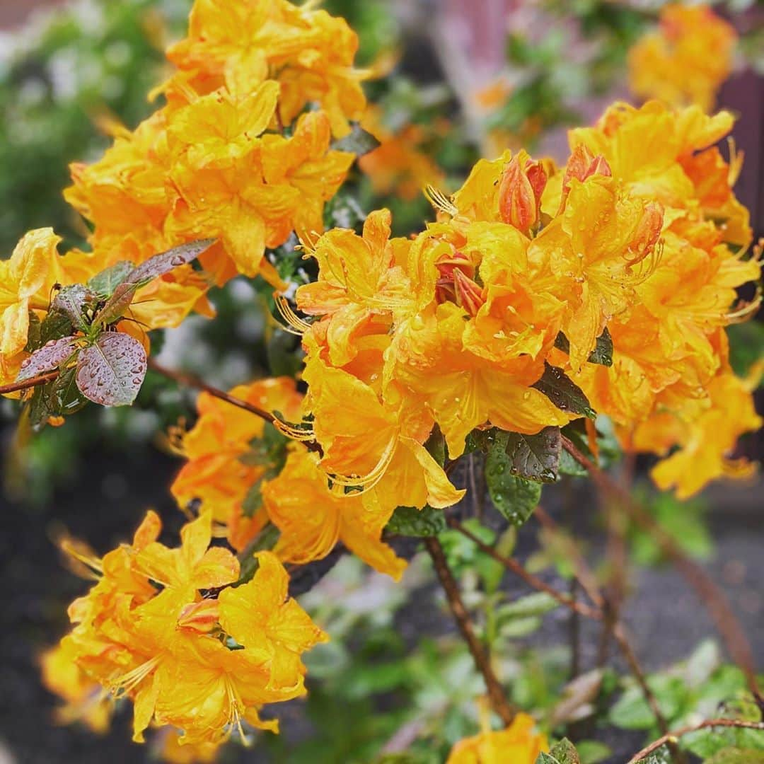 吉野紗香のインスタグラム：「Spring makes me happy🥰🌼🍀✨ I wish you all happiness😊💖💕🌈✨ 春は幸せな気持ちにしてくれます🥰🌼🍀✨皆さまも幸せでありますように😊💖💕🌈✨ #spring #happy #may #flower #earth #春　#幸せ　#5月　#花　#地球」