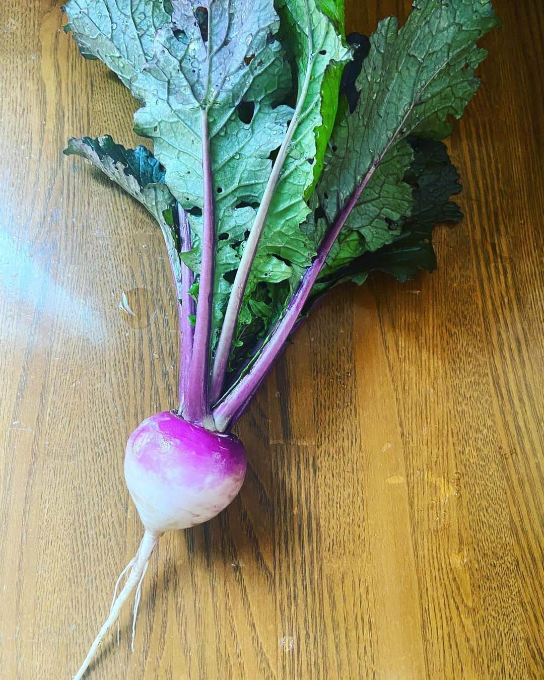 有働文子さんのインスタグラム写真 - (有働文子Instagram)「朝から、収穫開始ー✨✨ #かぶ と、#小松菜 が大量に出来ました‼︎ いただきまーす☺️ #すみれかぶ #小松菜 #畑のある暮らしが好き」5月24日 9時13分 - udou_fumiko