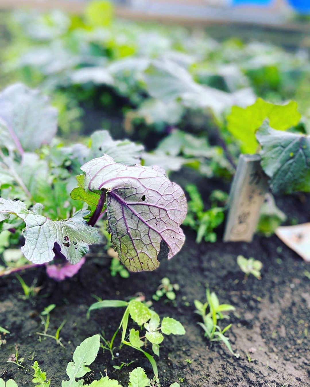 有働文子さんのインスタグラム写真 - (有働文子Instagram)「朝から、収穫開始ー✨✨ #かぶ と、#小松菜 が大量に出来ました‼︎ いただきまーす☺️ #すみれかぶ #小松菜 #畑のある暮らしが好き」5月24日 9時13分 - udou_fumiko