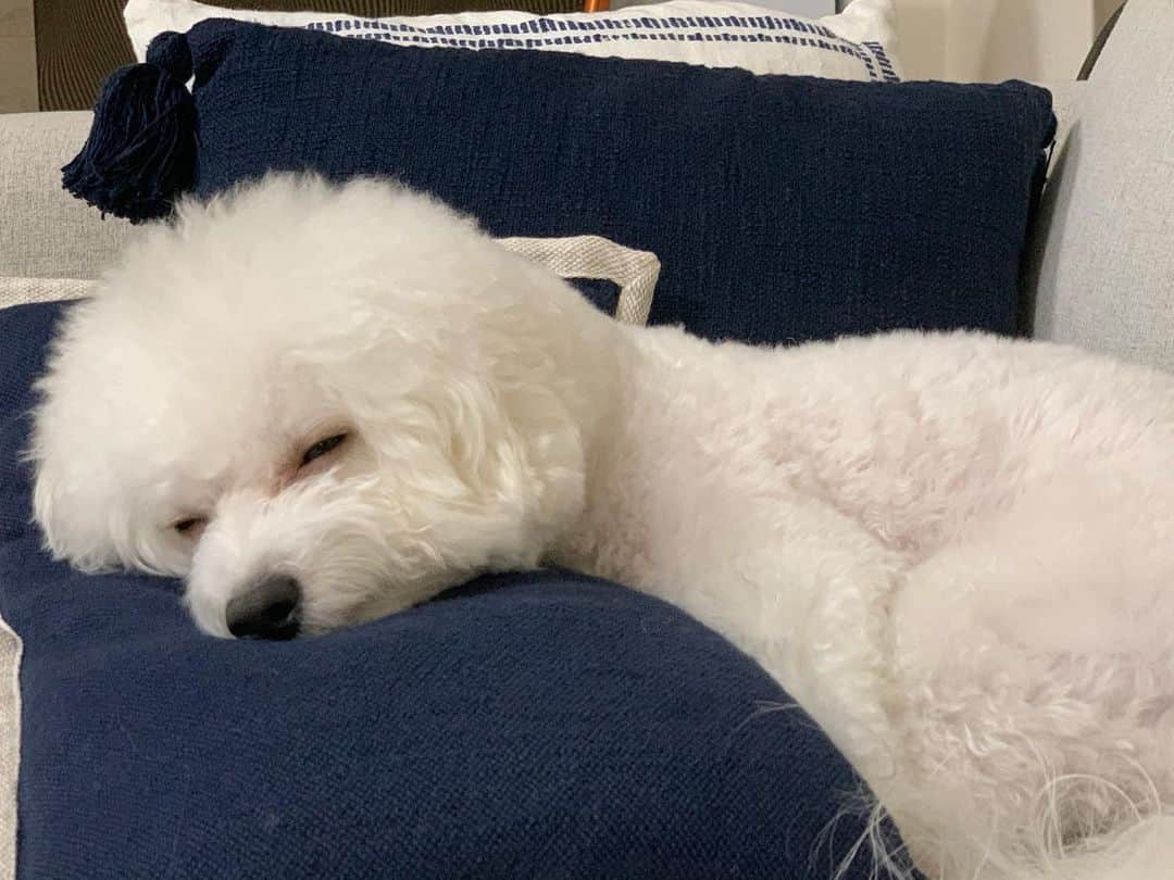 ハナマサさんのインスタグラム写真 - (ハナマサInstagram)「よく寝る犬はよく育つ 自粛太りしました  #hanamasagram #ハナマサ　#ハナマサグラム　#ビションフリーゼ」5月24日 9時21分 - hanamasagram