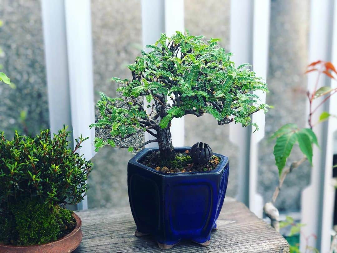 金成公信のインスタグラム：「イソザンショウ。葉が特徴的でかわいいですね^_^ #盆栽 #bonsai #bonsaijapan #japanesebonsai #wabisabi #bonsailovers #bonsailife #bonsaitree #bonsaiart #bonsaigram #bonsaiworld #plants #tree #greenlife #greenlifestyle #苔 #moss #睡蓮 #睡蓮鉢 #ビオトープ #biotope #メダカ」