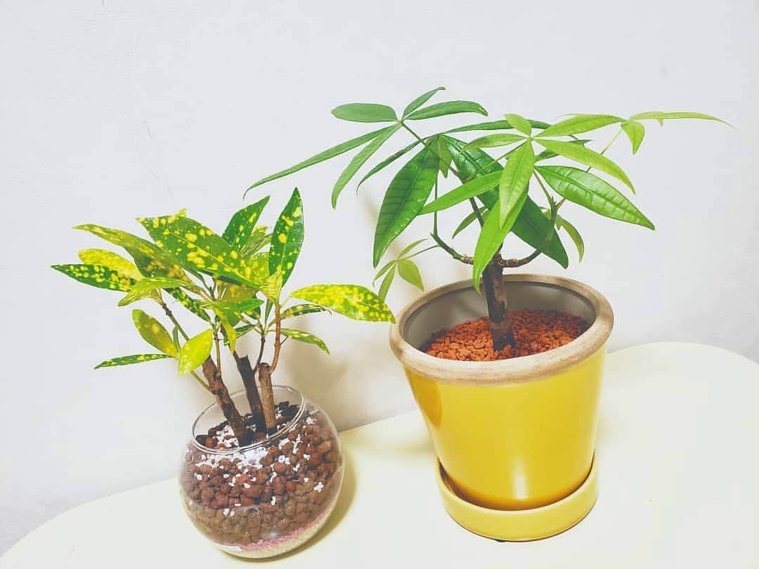 服部ひで子のインスタグラム：「植物を枯らさなくなった時  人として  ちょっぴり 成長出来てるような気になります😂。笑🌱🌱🌱。 今年も大きく育ってくれたので、ひとまわり大きな鉢に植え替えました(* ´ ▽ ` *)ﾉ💚  身長くらい大きく 育てるのが夢です。  #パキラ #クロトン」