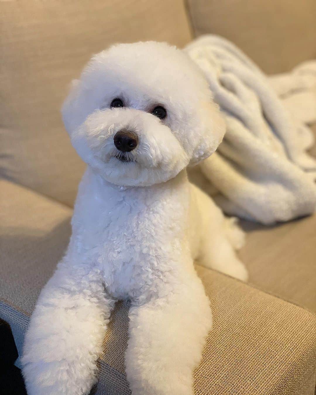 吉田愛璃のインスタグラム：「. . teddyは散髪へ。 わたしはいつ行けるのー！！！ . .  #いぬすたぐらむ #いぬのいる暮らし #トイプードル男の子 #スマイルカットなおったわん」