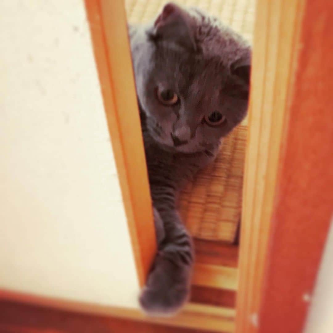 チキン南蛮カレーのルウ王子のグルメインスタ