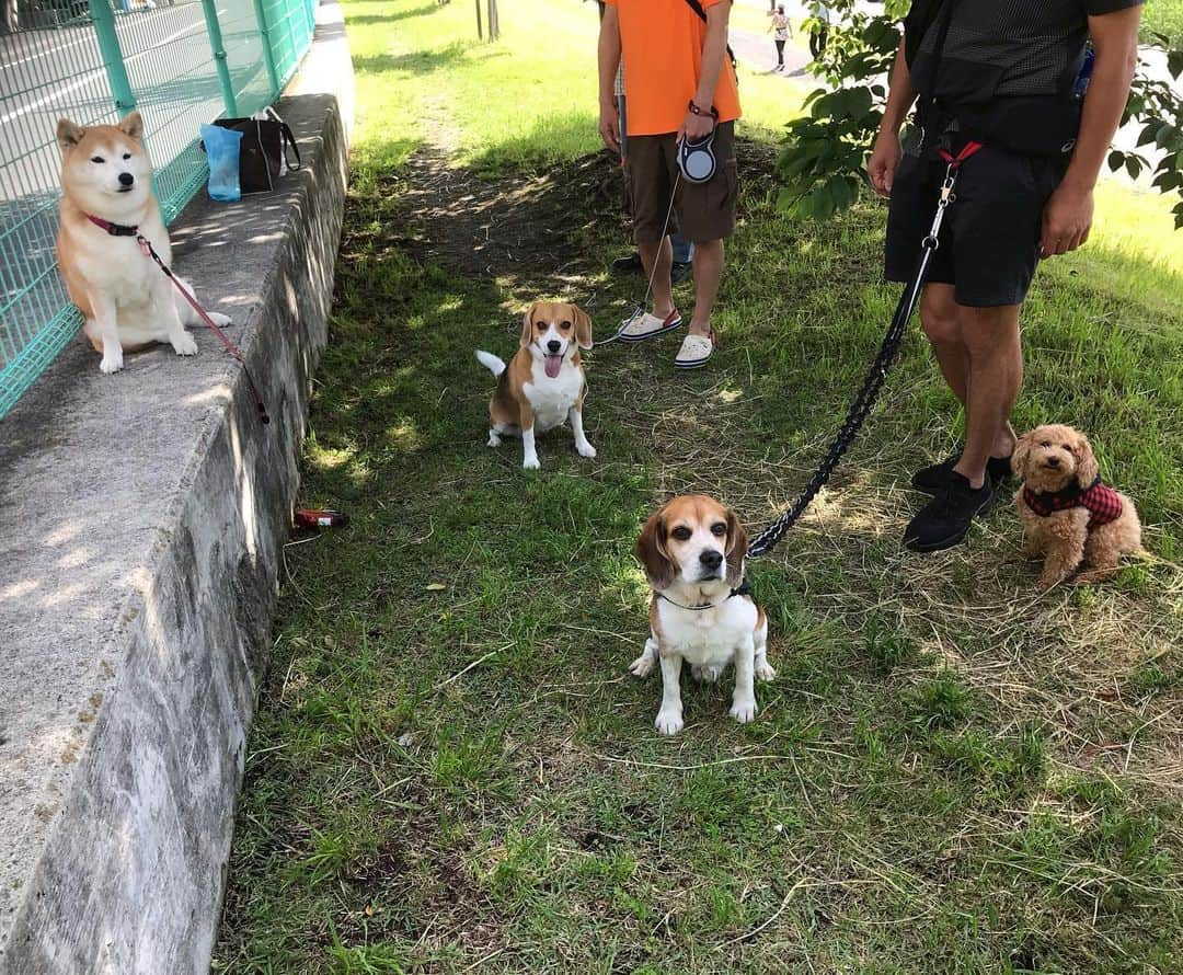 柴犬のモモさんのインスタグラム写真 - (柴犬のモモInstagram)「おはようございます。からりと晴れた良い天気、久々に会えたお友達ワンコにテンション上がりました #いぬ #イヌ #犬 #柴犬 #赤柴 #日本犬 #犬バカ部 #ふわもこ部 #いぬら部 #癒しわんこ #柴犬マニア #犬のいる暮らし #口角キュキュッと部 #shiba #shibainu #shibadog #dogstagram #dogsofinstagram #shibastagram #shibasofinstagram #shibamania #inu #instadog #toyota_dog」5月24日 10時11分 - shi_ba_i_nu_momo