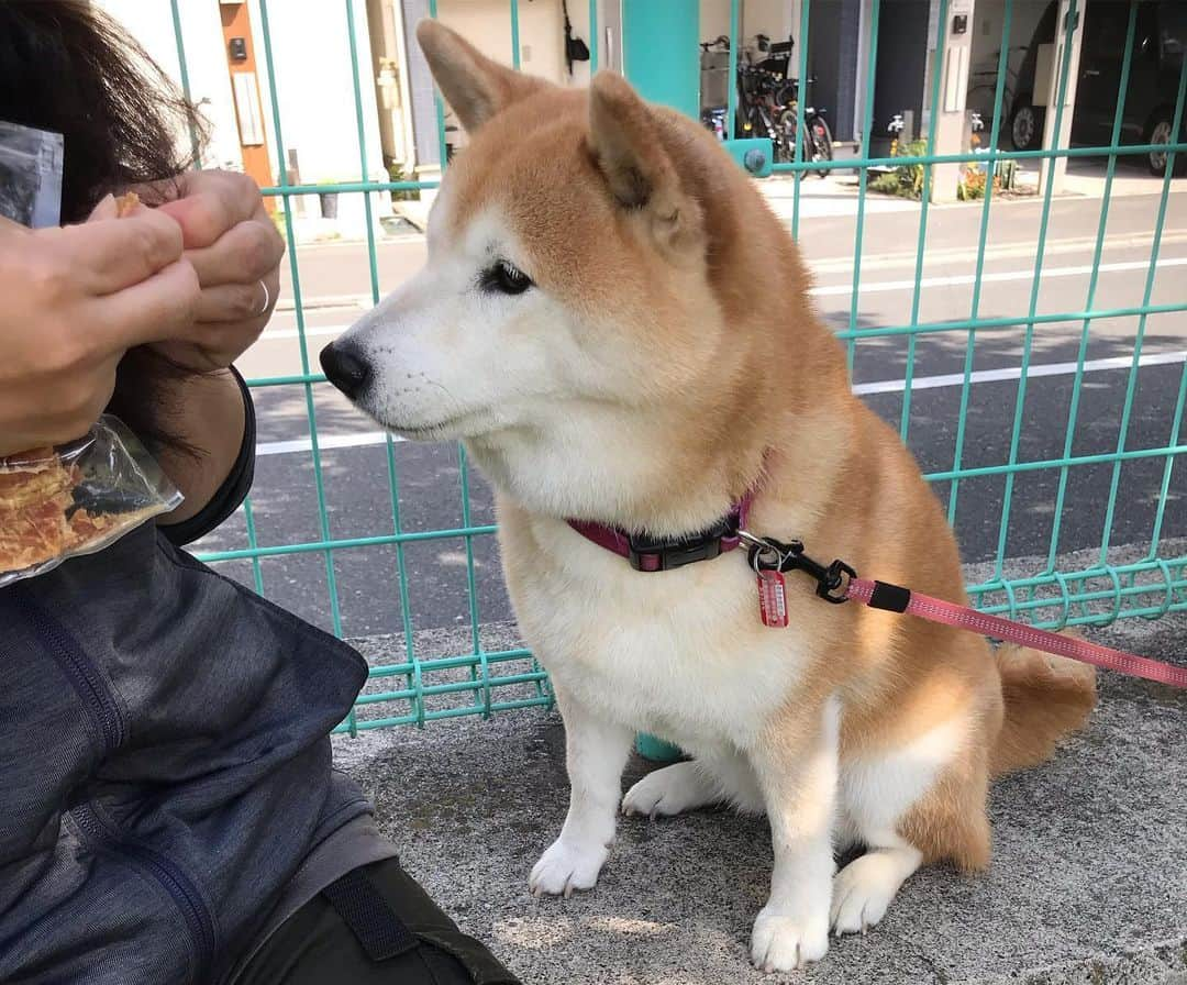 柴犬のモモさんのインスタグラム写真 - (柴犬のモモInstagram)「おはようございます。からりと晴れた良い天気、久々に会えたお友達ワンコにテンション上がりました #いぬ #イヌ #犬 #柴犬 #赤柴 #日本犬 #犬バカ部 #ふわもこ部 #いぬら部 #癒しわんこ #柴犬マニア #犬のいる暮らし #口角キュキュッと部 #shiba #shibainu #shibadog #dogstagram #dogsofinstagram #shibastagram #shibasofinstagram #shibamania #inu #instadog #toyota_dog」5月24日 10時11分 - shi_ba_i_nu_momo