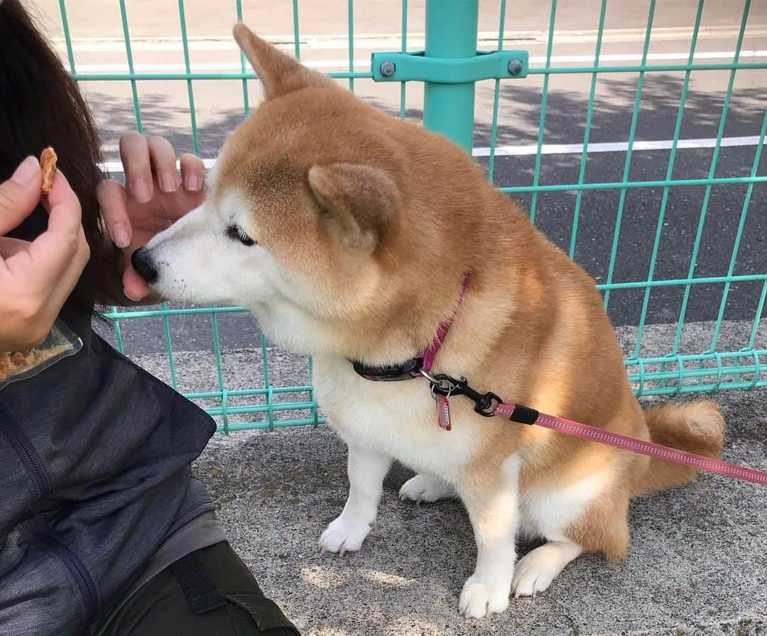 柴犬のモモさんのインスタグラム写真 - (柴犬のモモInstagram)「おはようございます。からりと晴れた良い天気、久々に会えたお友達ワンコにテンション上がりました #いぬ #イヌ #犬 #柴犬 #赤柴 #日本犬 #犬バカ部 #ふわもこ部 #いぬら部 #癒しわんこ #柴犬マニア #犬のいる暮らし #口角キュキュッと部 #shiba #shibainu #shibadog #dogstagram #dogsofinstagram #shibastagram #shibasofinstagram #shibamania #inu #instadog #toyota_dog」5月24日 10時11分 - shi_ba_i_nu_momo