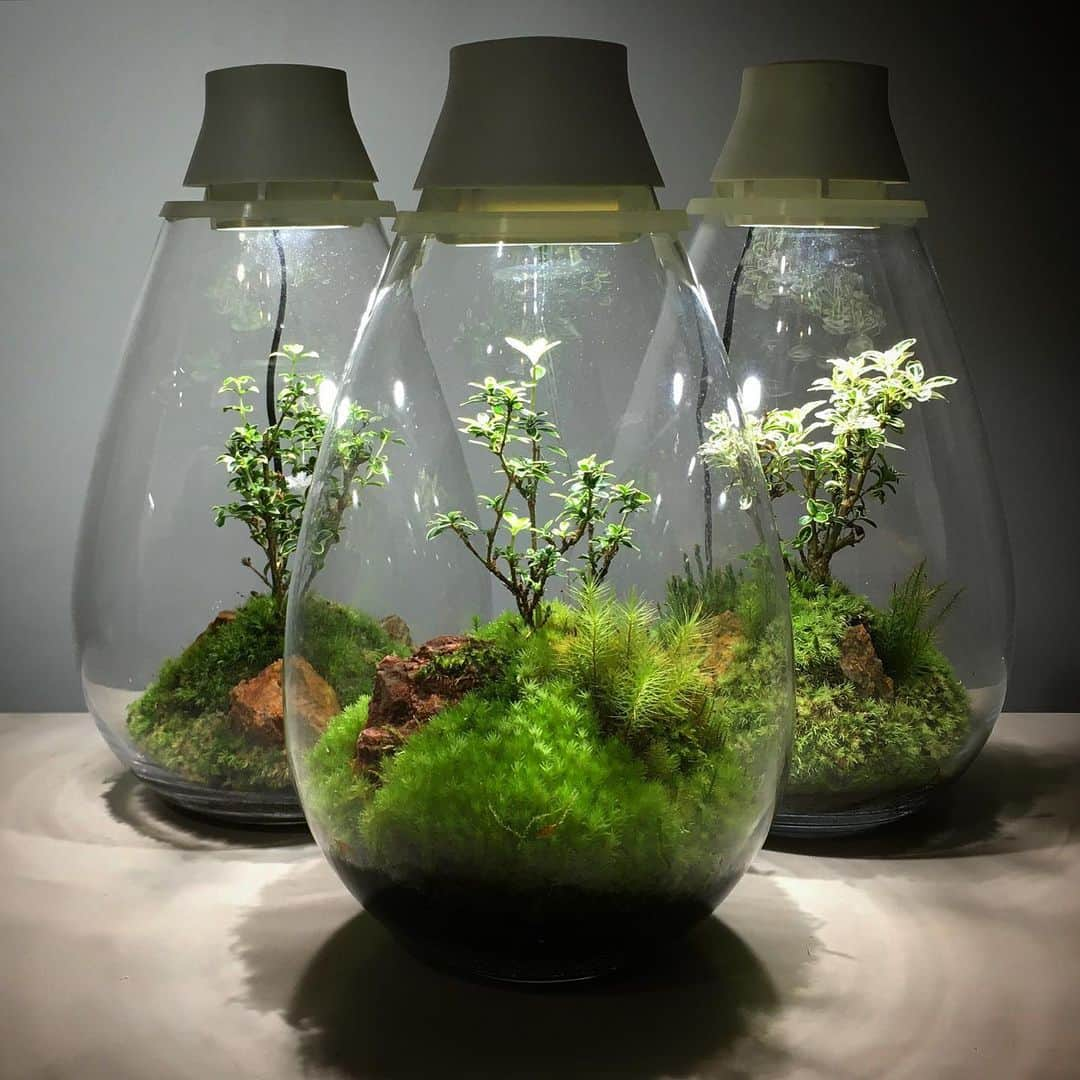 Mosslight-LEDさんのインスタグラム写真 - (Mosslight-LEDInstagram)「#mosslight#モスライト#苔#コケ#mossy#mossa#moss#terrarium #テラリウム#indoorgreen#plants#コケテラリウム#苔テラリウム#mossterrarium#mossarium#照明器具#lightingfixture#コケあかり#LED照明付テラリウム#パルダリウム#paludarium#インドアグリーン#照明デザイン#mosslightled#indoorgreens#インテリアグリーン」5月24日 10時38分 - mosslight1955