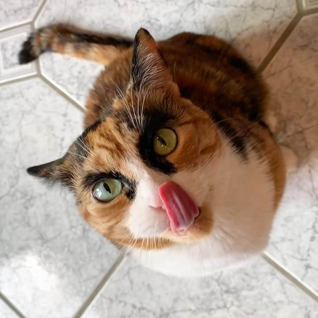 リリーのインスタグラム：「Caturday tricks 😜 . . . . . #lillycrazyeyes #quarantine #stayhome #catsofinstagram #9gag #calico #instacat #meowstagram #meow #meowdel #instacalico #calico  #cute #tongue #caturday」