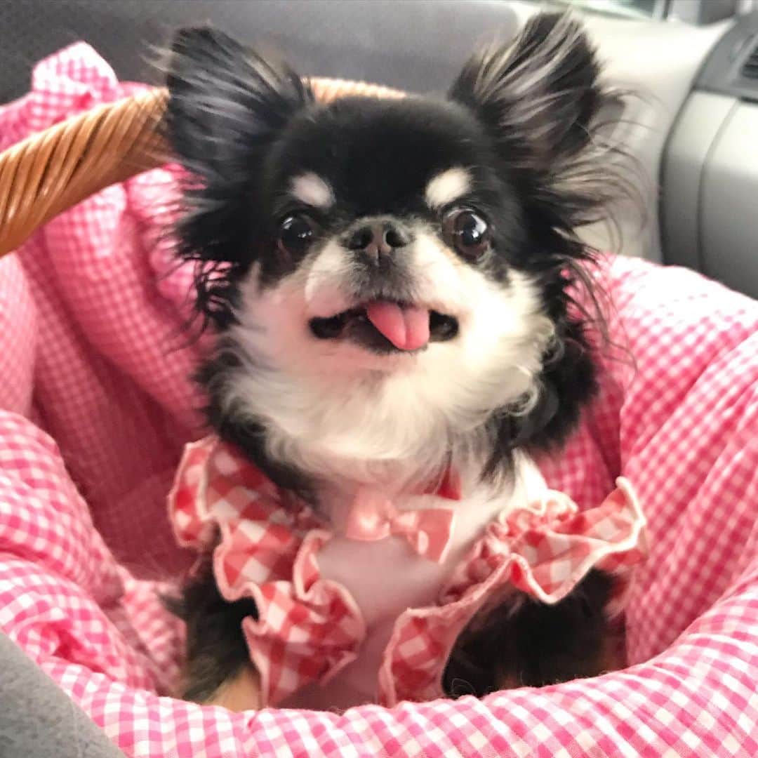 kayoのインスタグラム：「* * おはようー☀️ * * めろちゃんご機嫌さん😊💕 * * Melon💗 * * #chihuahua#chihuahualove#dogstgram#dog#instadog#チワワ#チワワ大好き * *」