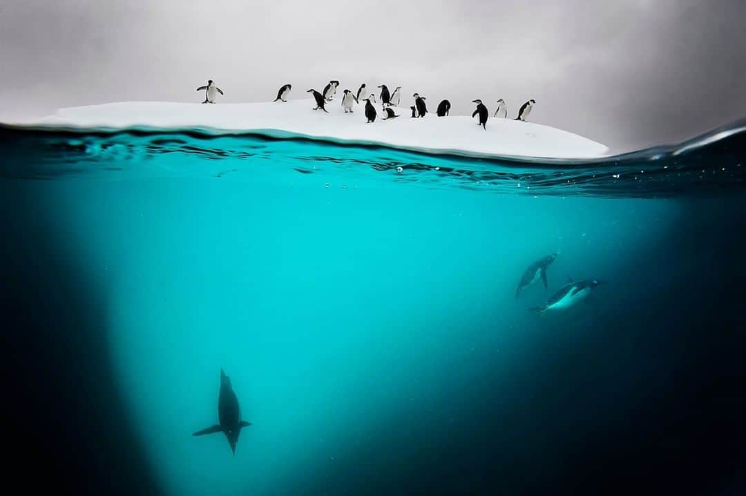 ナショナルジオグラフィックさんのインスタグラム写真 - (ナショナルジオグラフィックInstagram)「Photo by @daviddoubilet | This small iceberg, called a bergy bit, provided a perfect resting place for a group of chinstrap and gentoo penguins near Danco Island, Antarctica. The penguins would take turns plunging into the sea, circling the ice multiple times like an underwater racetrack before launching themselves like mini-missiles back onto their private island to rest a moment and do it again. #Penguin #Play #Antarctica #ocean For more, follow @DavidDoubilet.」5月24日 11時35分 - natgeo