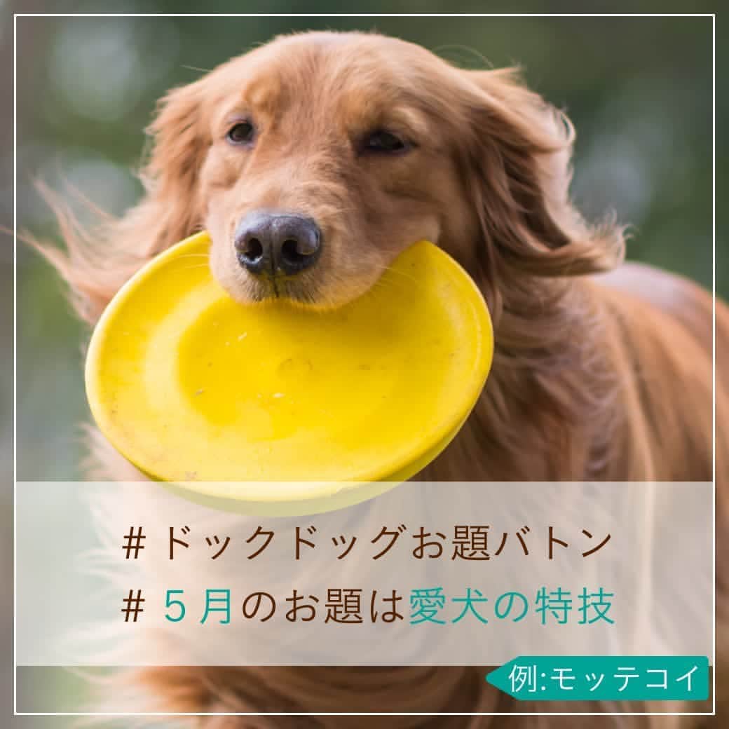 docdogのインスタグラム：「こんにちは！ドックドッグです🐕⠀ 今日も #ドックドッグお題バトン に参加します！🌼⠀ ⠀ さて、#5月のお題は愛犬の特技  です😊☀️⠀ ⠀ みなさんの愛犬の特技は何ですか？🐾⠀ 写真は、黄色いフリスビーを咥えて「モッテコイ」するゴルちゃんです✨⠀ ⠀ ということで、⠀ #ドックドッグお題バトン ⠀ #5月のお題は愛犬の特技 ⠀ お利口なゴルちゃんの写真と共にバトンを置いておきますね🌼⠀ ⠀ バトンは自分ではじめても、何人に回しても、回さなくてもOK🐶✨⠀ ⠀ 愛犬と春のショットにハッシュタグを付けてどんどん投稿してくださいね！🥰⠀ ⠀ #ドックドッグお題バトン ⠀ #5月のお題は愛犬の特技 ⠀ #モッテコイ ⠀ #ゴールデンレトリバー ⠀ #ドックドッグ ⠀ #docdog」