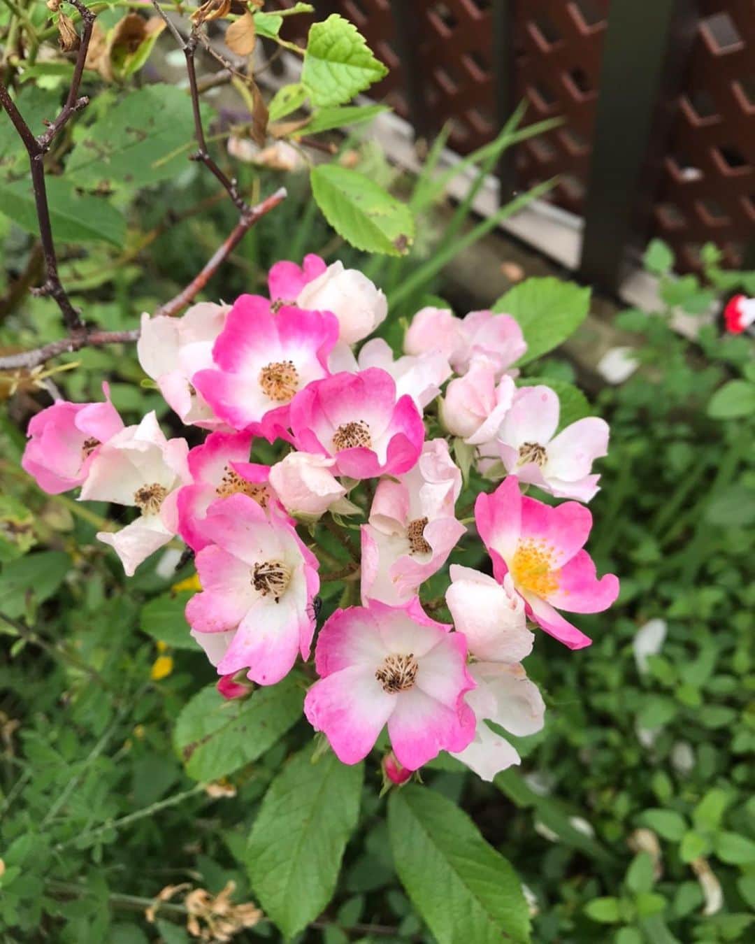 キャシー中島さんのインスタグラム写真 - (キャシー中島Instagram)「* 晴れてきたのでハルコと屋上の水やりをしました。 薔薇の花たちがとっても綺麗です。 毎年咲いてくれます、ありがとう❤️ 今年の薔薇が特に綺麗なのはハルコが熱心に水をあげてくれるからだと思います。優しい子です👧  日除けの生地を変えてもらったら とっても素敵になりました😍」5月24日 12時05分 - official_kathynakajima