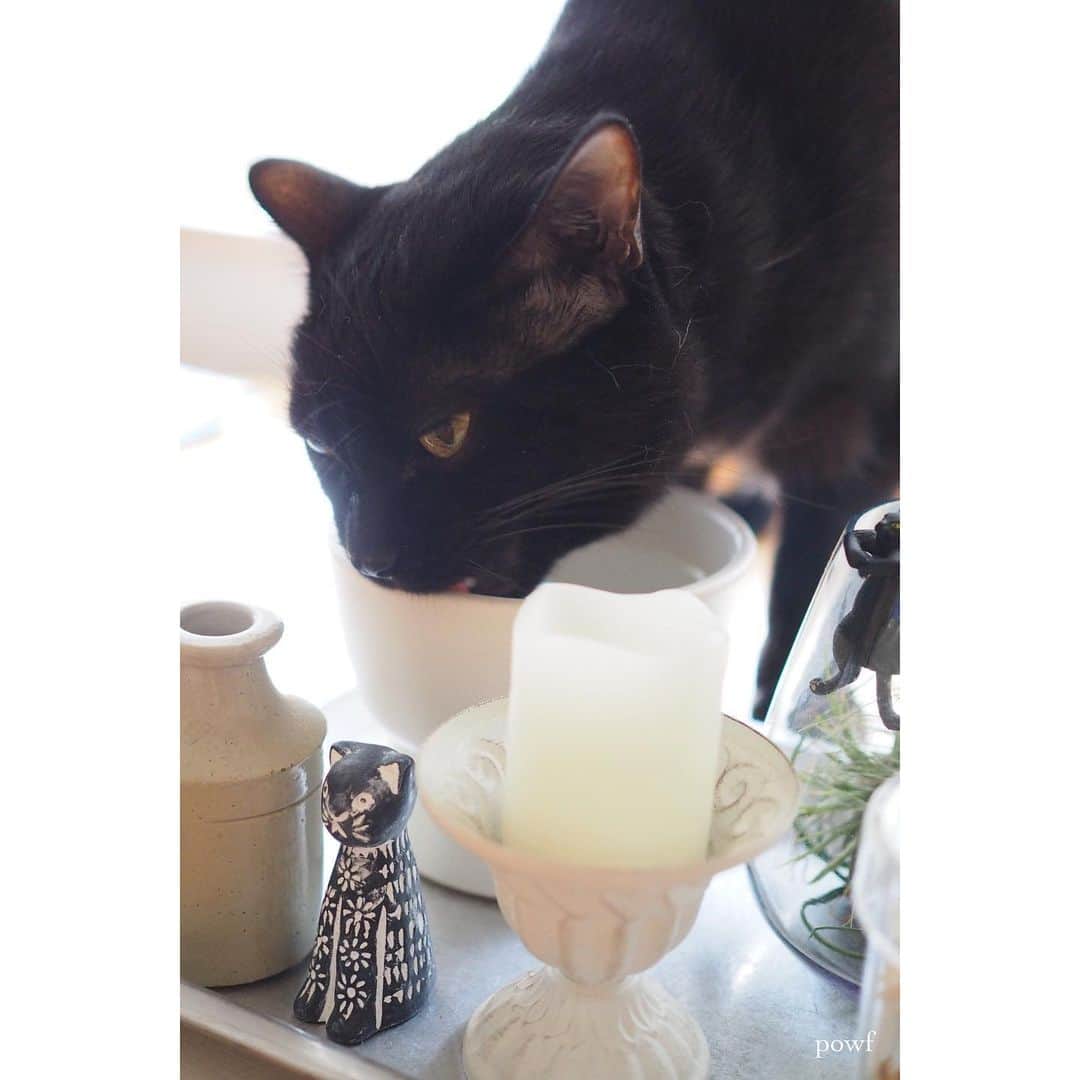 anemone_69のインスタグラム：「. #ハカセとキョウジュ #blackcat #黒猫 #cat #猫 #保護猫 . . .」