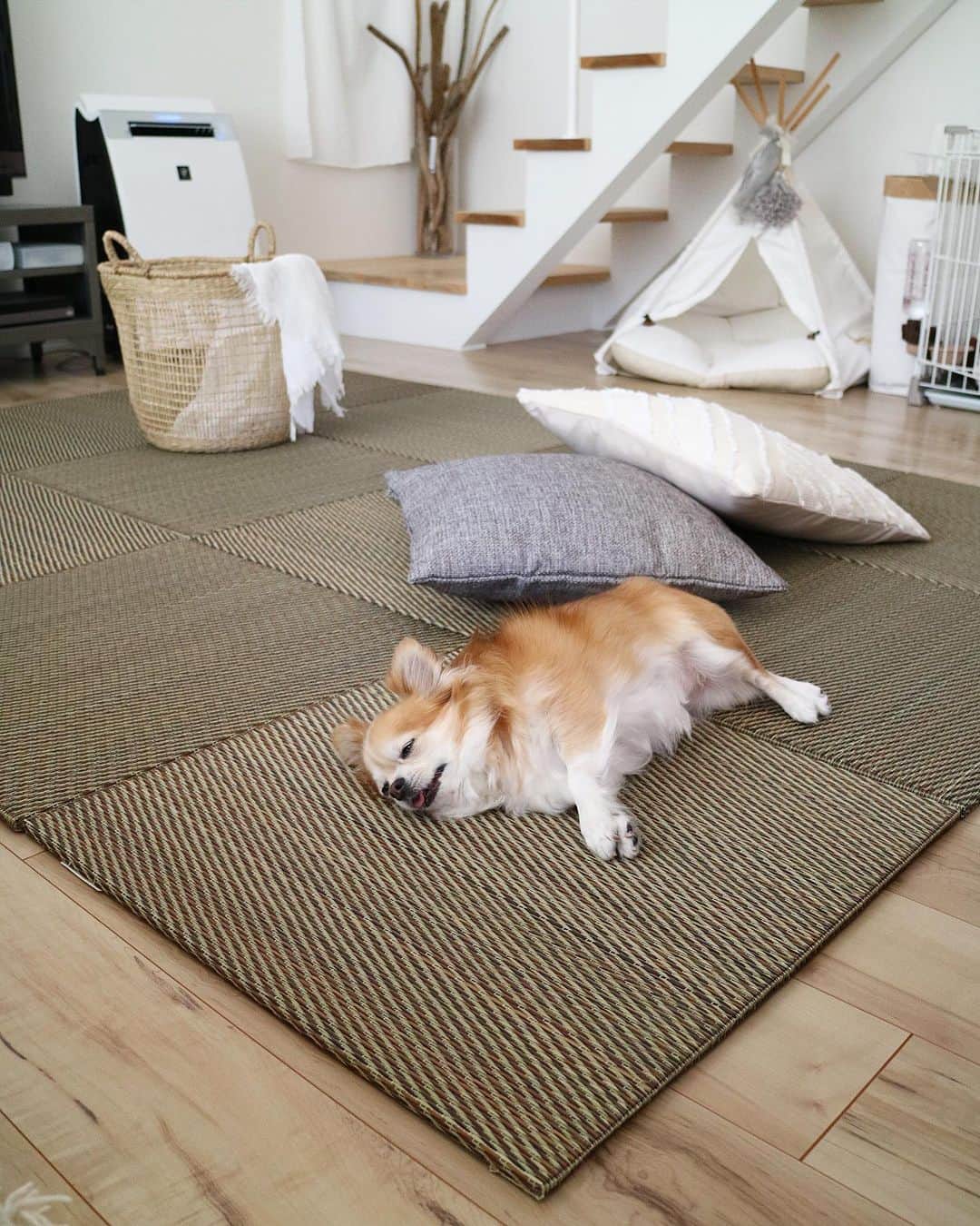 shihoさんのインスタグラム写真 - (shihoInstagram)「藺草の香りが心地良い◎  我が家には和室はありません なので リビングを畳の間に夏らしく い草のマットで模様替え  アンジーもすぐにゴロン🐶  そのまま寝てしまいました 私も横でゴロンと 気持ちいい〜♪ まるで森林浴🌿  ニトリ　@nitori_official さんのユニットマット シンプルで我が家のインテリアにもすんなり馴染んでくれて もし汚れてしまっても １枚だけ交換できるのも嬉しいポイント✧ こんなささやかな喜びにも幸せを感じてしまう… 畳ってやっぱり良いですね♪ #インテリア#模様替え#ユニット畳#ニトリ#mynitori#PR #夏インテリア#い草ラグ#ユニットマット」5月24日 12時32分 - 4ho1105