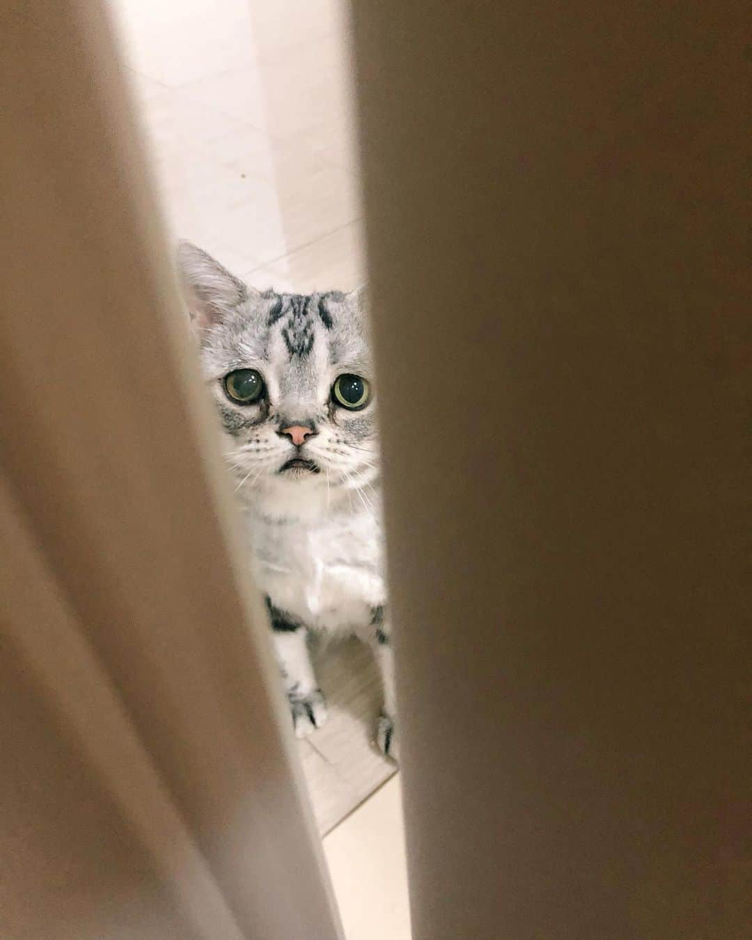 ルフさんのインスタグラム写真 - (ルフInstagram)「#luhu is peeking at i m changing clothing again through the crack of the door,freaky cat 🤣🤣... - - #cat #sadcat #cute #angel #adorable #lovely #funny」5月24日 12時39分 - lanlan731