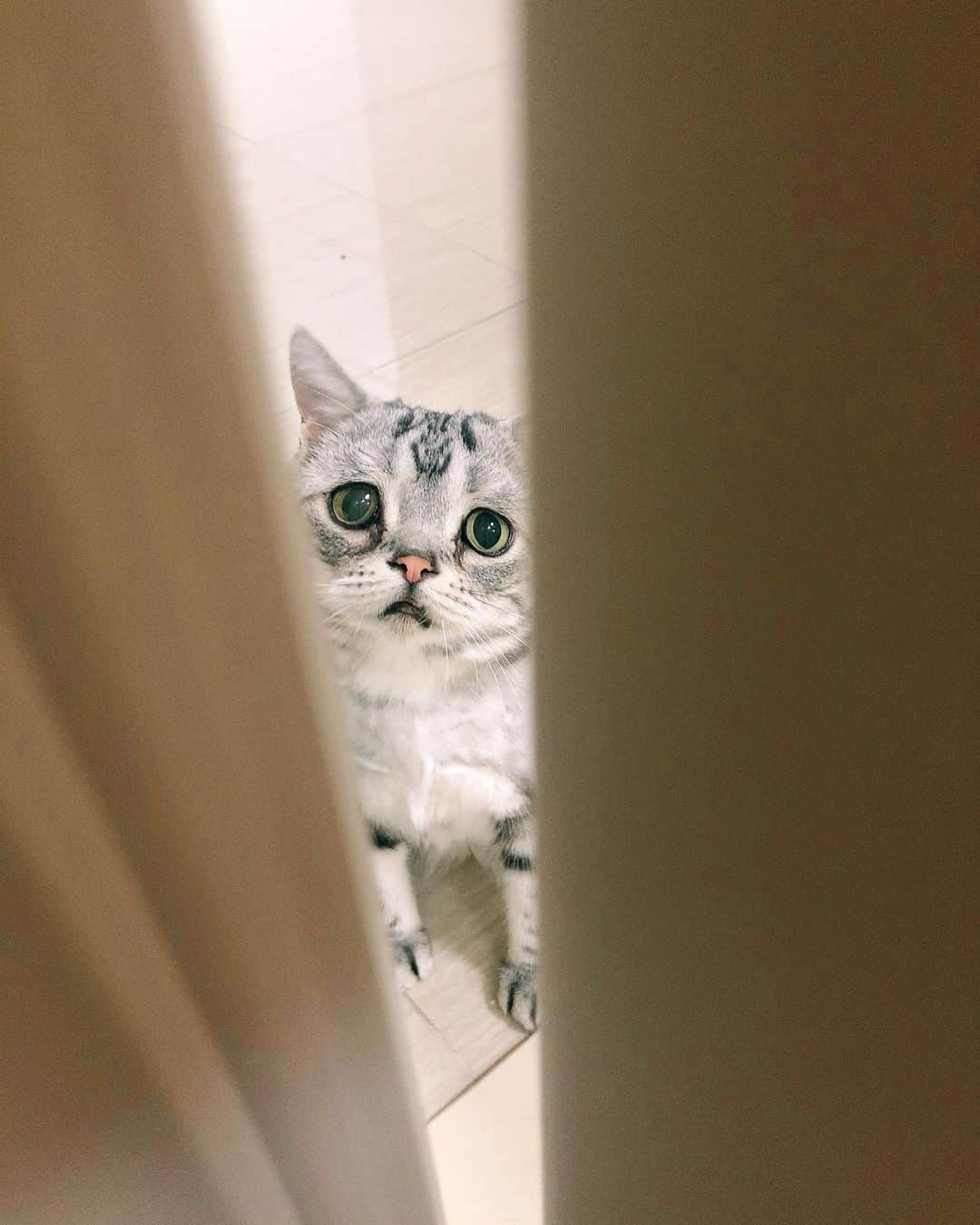ルフさんのインスタグラム写真 - (ルフInstagram)「#luhu is peeking at i m changing clothing again through the crack of the door,freaky cat 🤣🤣... - - #cat #sadcat #cute #angel #adorable #lovely #funny」5月24日 12時39分 - lanlan731