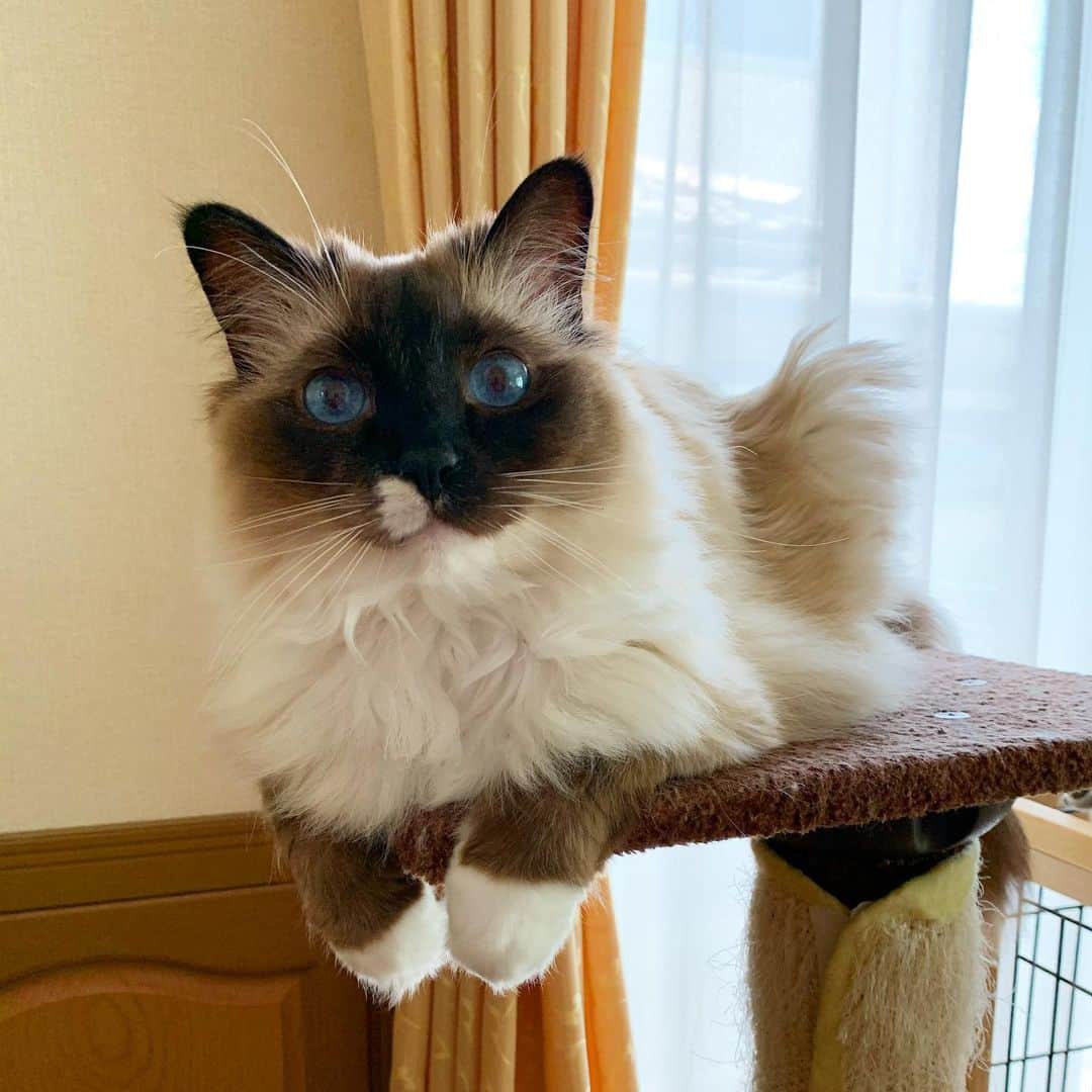 takegaeruのインスタグラム：「ごきげんよう✨ #cat #猫 #ragdoll #ラグドール #ホワイトポッチーズ」