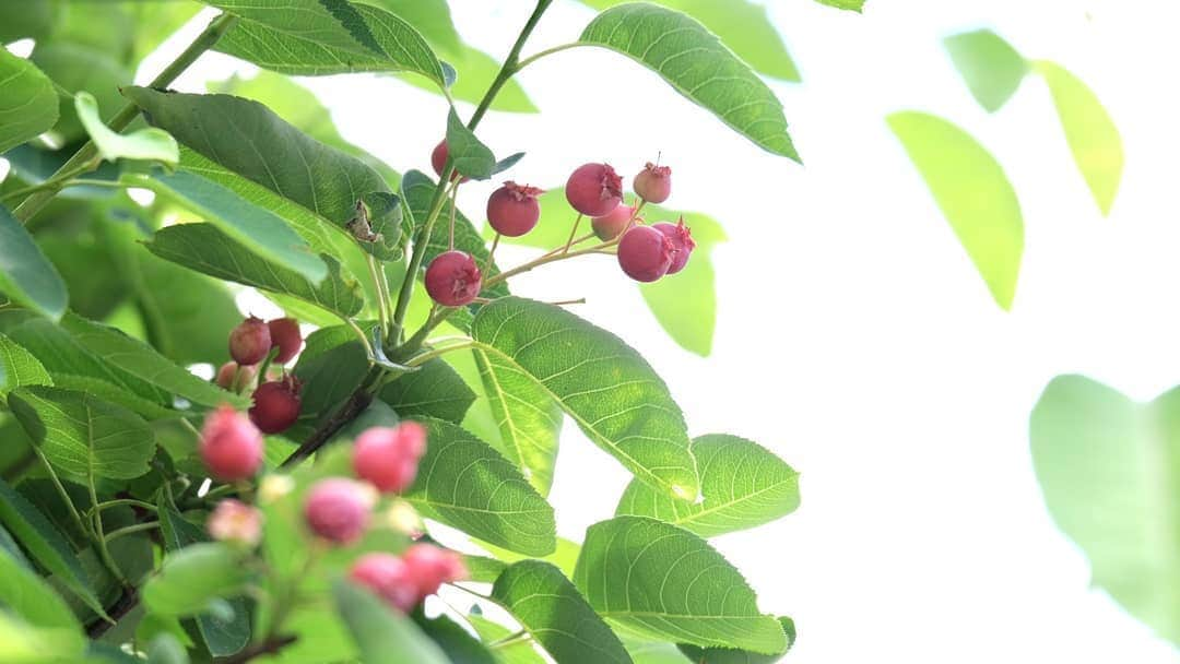 kokiさんのインスタグラム写真 - (kokiInstagram)「Harvest time ! 📷 by sis ❤️」5月24日 13時02分 - koki