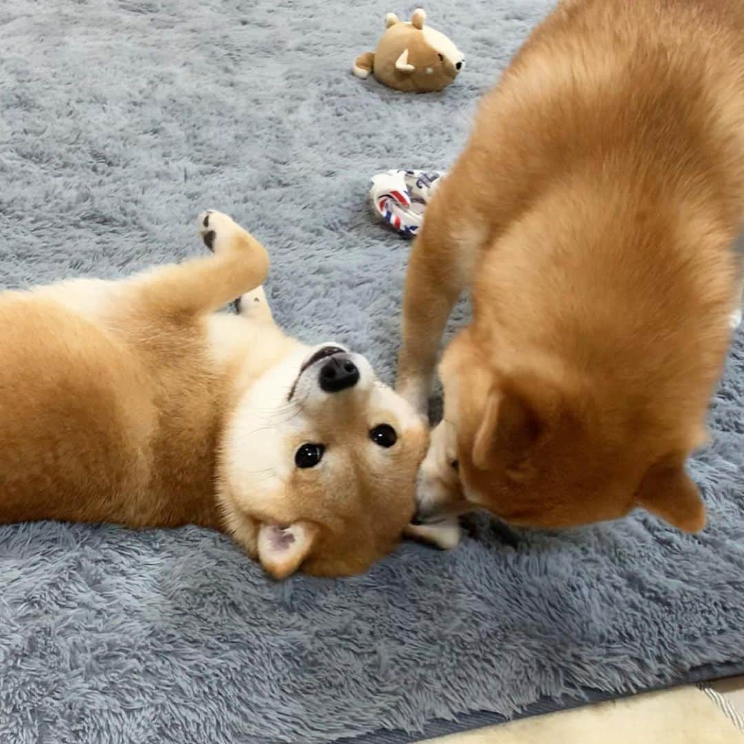 豆柴 サニーちゃんさんのインスタグラム写真 - (豆柴 サニーちゃんInstagram)「. . HELLO〜こんにちわんわん🐻💕🐶 . 🐶またぺろぺろマンがきたでちゅ なすがままでちゅ 🐻今日もお世話が忙しいわぁ〜💕 . . #さにらむ劇場 #愛情たっぷり #なすがまま #世話焼き姉さん #ぺちゃぺちゃ音がすごい #口の中までぺろぺろ #受け入れる心 #目潰し . #柴犬#豆柴 #赤柴#豆柴子犬 #まめしば#いぬのきもち#ふわもこ部 #サンデイ#サンデイいぬ組#anicas#shiba_snap #shibainu#shiba#mameshiba #shibastagram#shibapuppy #豆柴サニーちゃん#豆柴ラムちゃん#さにらむたん #さにらむ2020#シマホスマイル」5月24日 13時03分 - sunny_rei_32