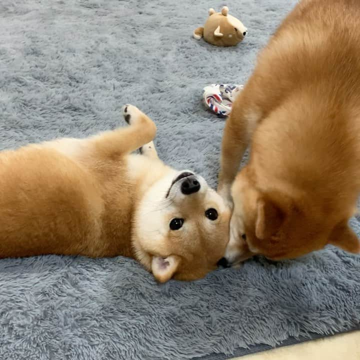 豆柴 サニーちゃんのインスタグラム