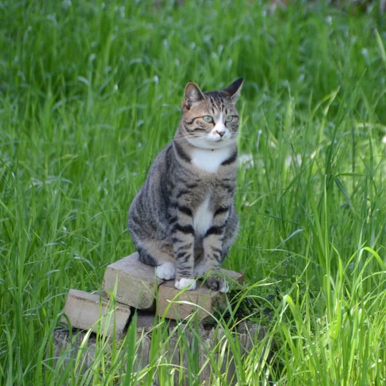 やふさんのインスタグラム写真 - (やふInstagram)「草原の貴公子 . #cat #neko #catlovers #catsofinstagram #catstagram #instacat #猫 #ねこ #ネコ #保護猫 #新吉」5月24日 13時24分 - kyafy