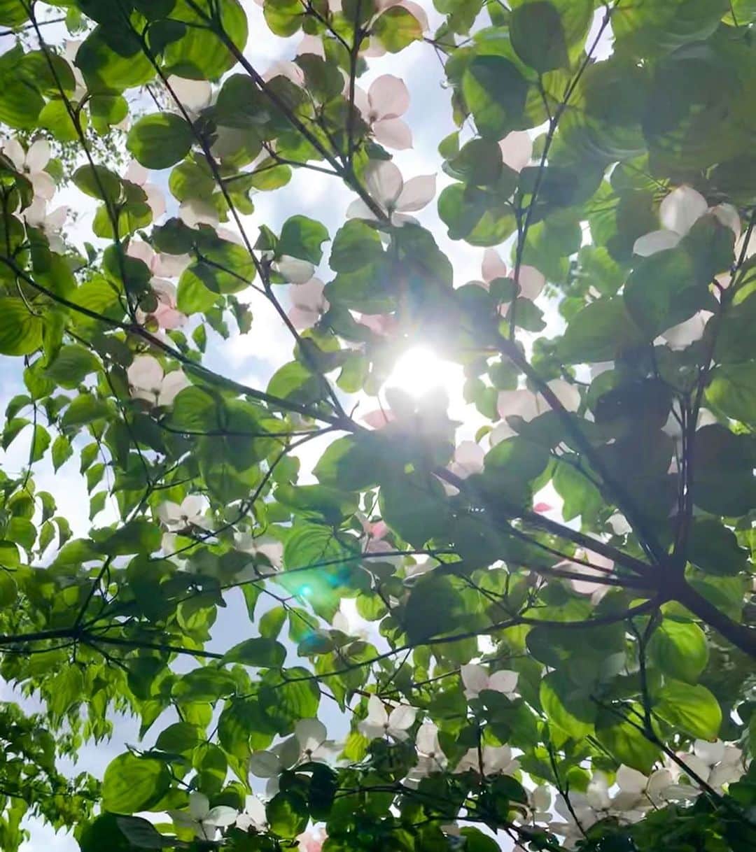 早坂香須子さんのインスタグラム写真 - (早坂香須子Instagram)「公園ウォーキング  ハナミズキの可愛さに夢中になってたら、太腿の内側の柔らかな部分を虫に刺され、シャワーの後にホーリーハーバルシャワーをシュッとしたら痒みが落ち着きました。  気持ちのいい季節です。  #ヤマボウシかも？」5月24日 14時25分 - kazukovalentine
