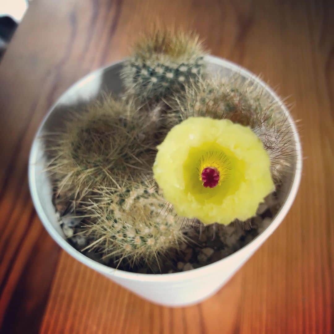 谷口崇さんのインスタグラム写真 - (谷口崇Instagram)「なんとまあ不思議な花が咲いた。  #サボテンの花」5月24日 14時48分 - sweetbabytt