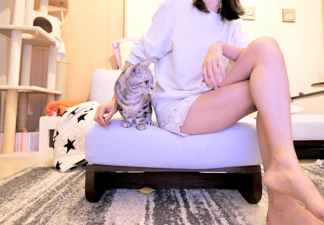 美優さんのインスタグラム写真 - (美優Instagram)「自粛中、こっちゃんと夜更かしの毎日🌙﻿ ﻿ ﻿ ﻿ ﻿ #cat #猫 #ねこ #ネコ #neko #kitty #マンチカン #manchkin #munchikncat #petstagram #cats #にゃんすたぐらむ #猫のいる暮らし子」5月25日 0時29分 - miyu11_20
