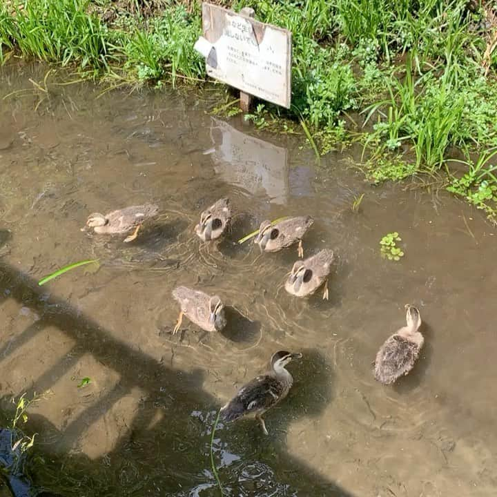 沢瀉美緒のインスタグラム