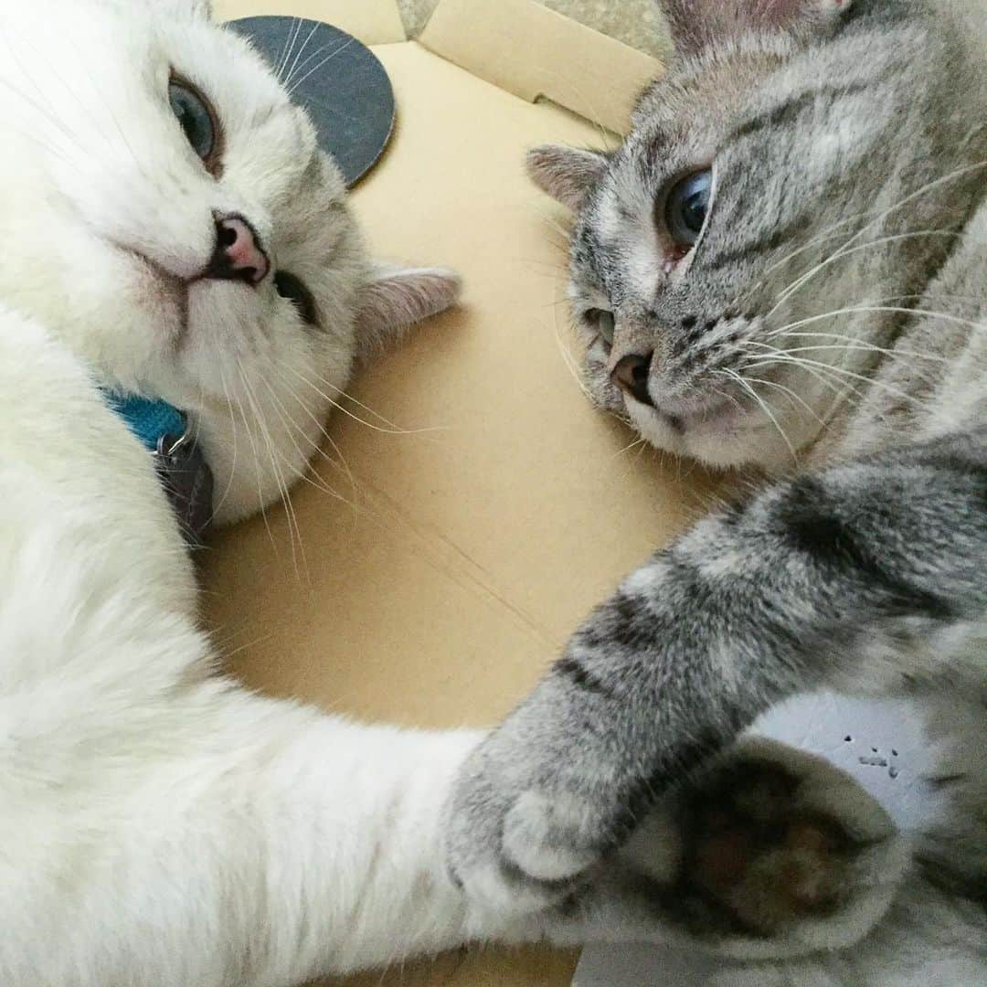 nala_catさんのインスタグラム写真 - (nala_catInstagram)「@white_coffee_cat Which photo of us you guys like the most? 1,2,3,4 or 5?」5月25日 1時00分 - nala_cat