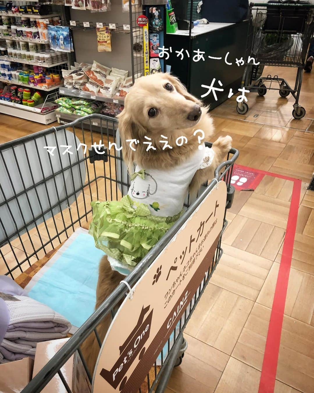 チズさんのインスタグラム写真 - (チズInstagram)「もしかして… マスク欲しかったん🐶？？ #おでかけ 🚗💨 #カインズホーム 🌱 #常連犬 〔自称）  #Mダックス#ダックス#ミニチュアダックス #親父犬#シニア犬#ミニチュアダックスフンド #ミニチュアダックスクリーム#短足部 #短足犬#カニンヘンダックス #ダックス14歳#カニンヘンダックスフンド#犬は家族#犬のいる生活#シニアライフ#インスタでわんこみるのが日課 ♡♡」5月24日 16時48分 - sqi.chizu