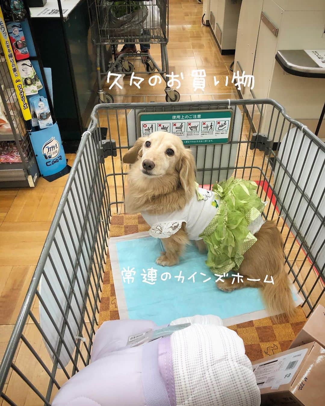 チズさんのインスタグラム写真 - (チズInstagram)「もしかして… マスク欲しかったん🐶？？ #おでかけ 🚗💨 #カインズホーム 🌱 #常連犬 〔自称）  #Mダックス#ダックス#ミニチュアダックス #親父犬#シニア犬#ミニチュアダックスフンド #ミニチュアダックスクリーム#短足部 #短足犬#カニンヘンダックス #ダックス14歳#カニンヘンダックスフンド#犬は家族#犬のいる生活#シニアライフ#インスタでわんこみるのが日課 ♡♡」5月24日 16時48分 - sqi.chizu