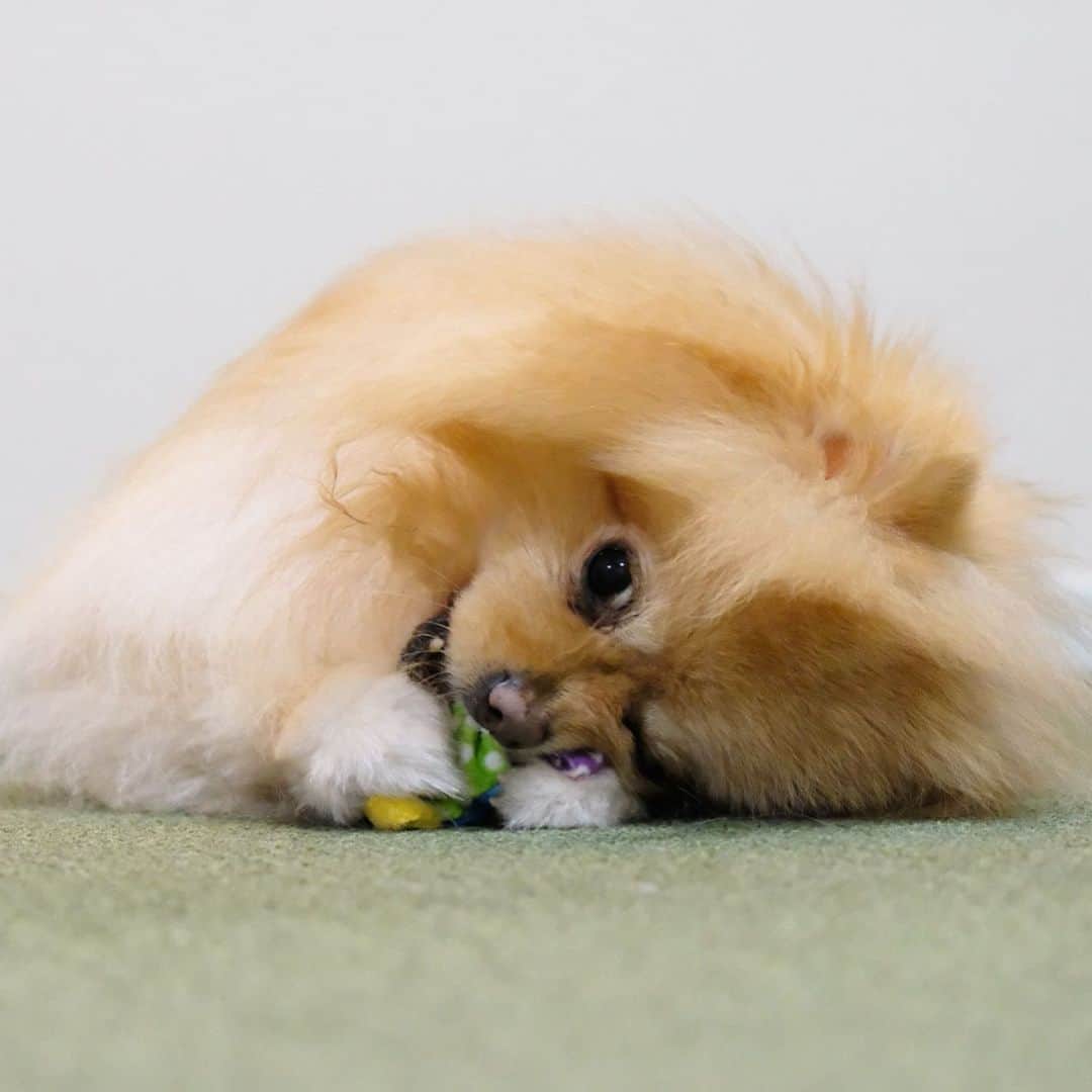 Hanaさんのインスタグラム写真 - (HanaInstagram)「誕生日プレゼント めっちゃ気に入ってくれた 🎁🐶💓 * ぶるんぶるん振り回す * 元気な１０歳 * * ブログ更新しました♪ http://kedamakyoudai.blog.jp/ #Pomeranian#pom#pompom#pomstagram#pets#dogs#doglover#dogsofinstagram#dogstagram#Japan#Kawaii#fluffydog#ポメラニアン#犬#いぬら部#pecoいぬ部#포메라니안#もふもふ#ふわもこ部#cute#cutedog#funny#funnydog#いぬのきもち#犬と猫#ライブドアインスタブロガー」5月24日 16時58分 - mofu2family