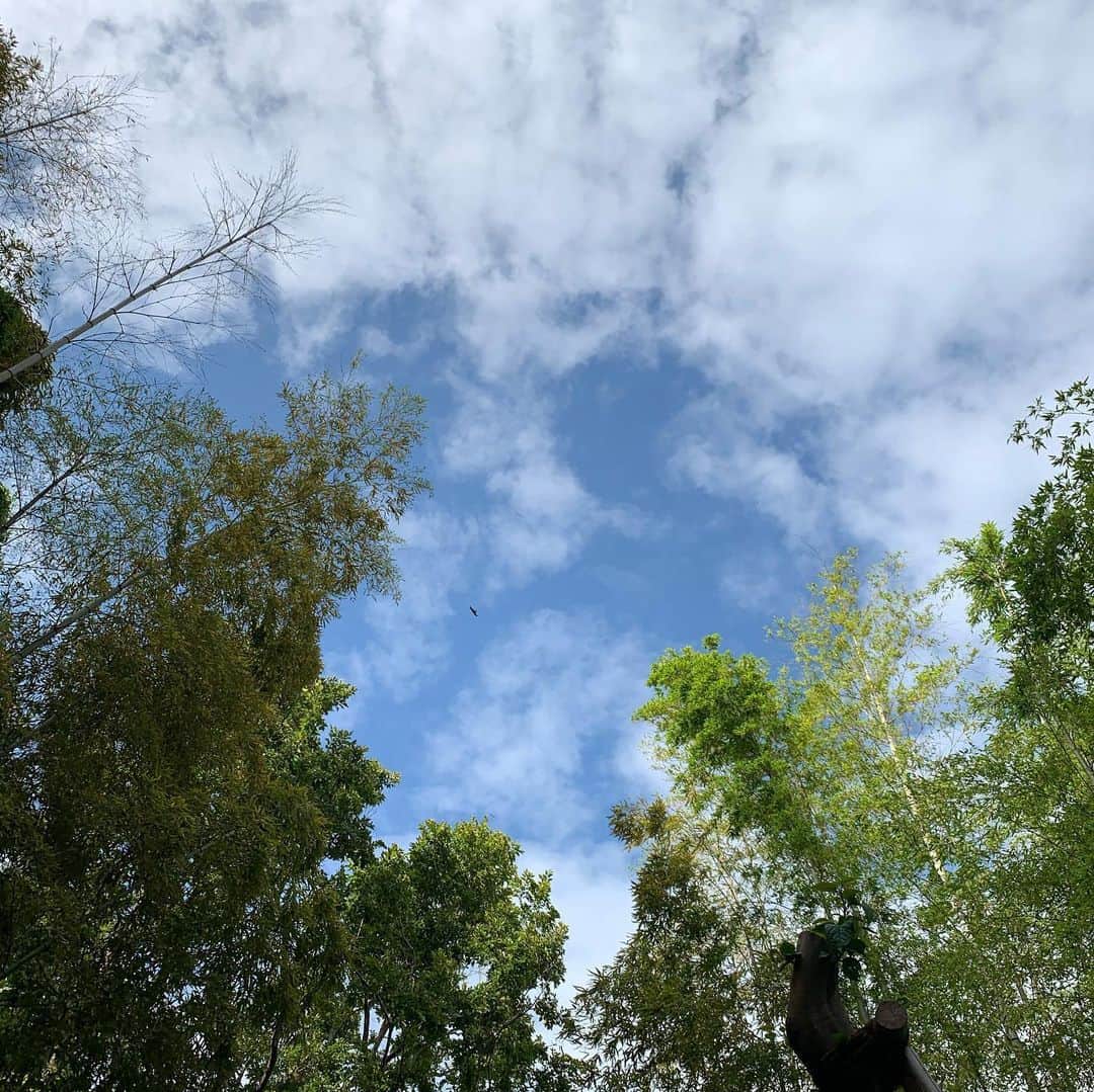 クリス智子さんのインスタグラム写真 - (クリス智子Instagram)「今日は、いい陽気でしたね。 五月の光の仕業を、あちこちで。」5月24日 17時39分 - chris_tomoko