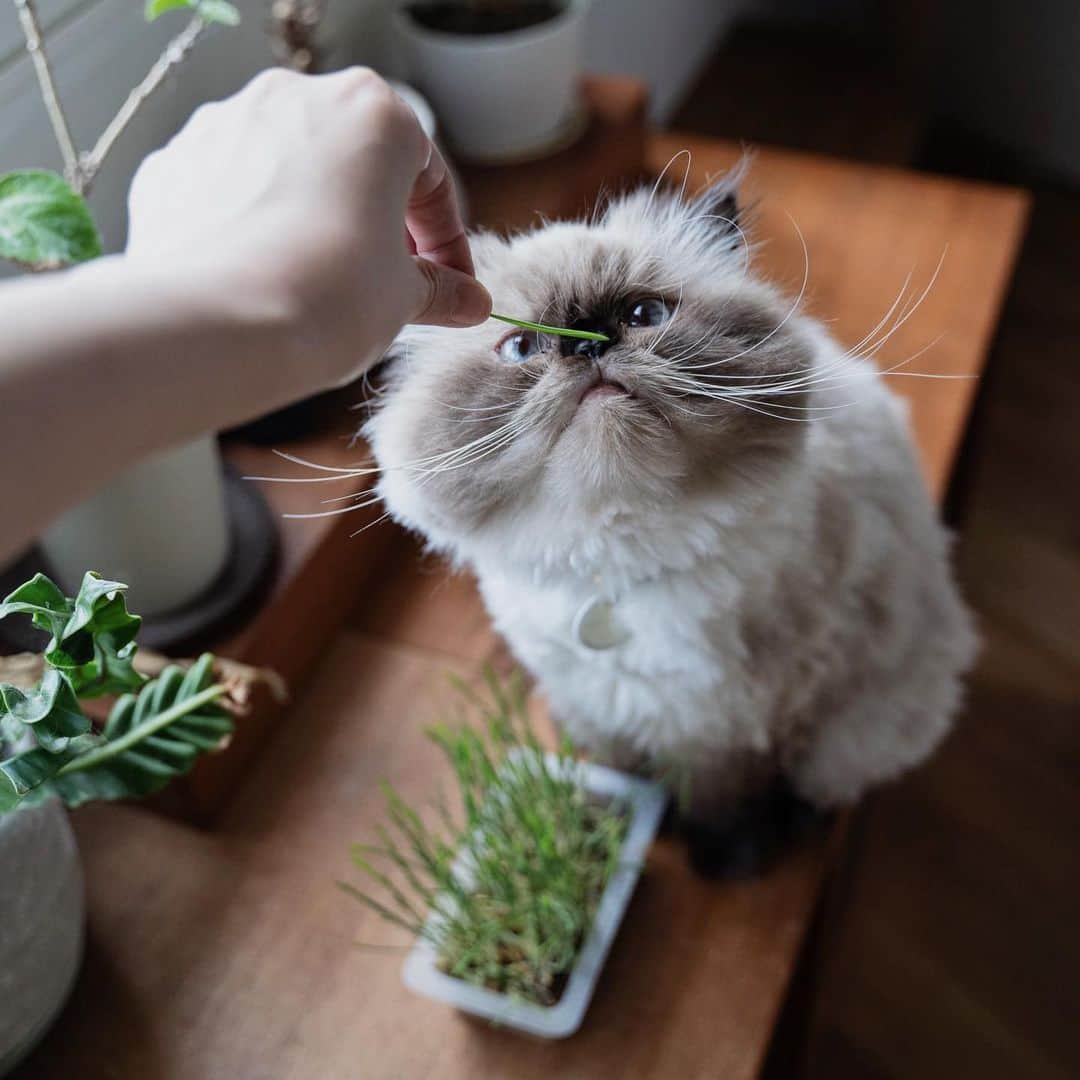 清水桜子さんのインスタグラム写真 - (清水桜子Instagram)「草くれタイム。」5月24日 17時31分 - sakuracos