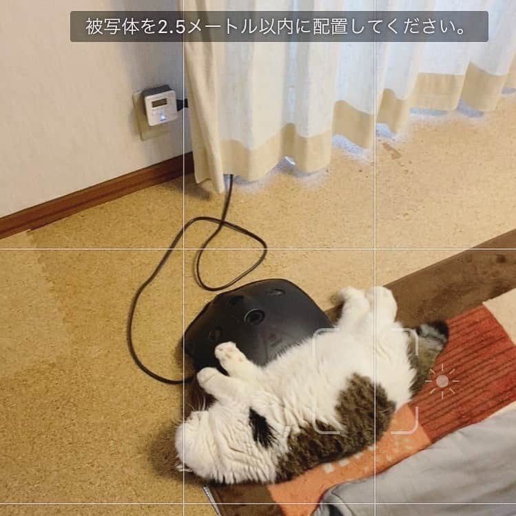 8n21のインスタグラム：「被写体認定されなかったネコの話し聞きます？ #物体 #cats #ねこ部」