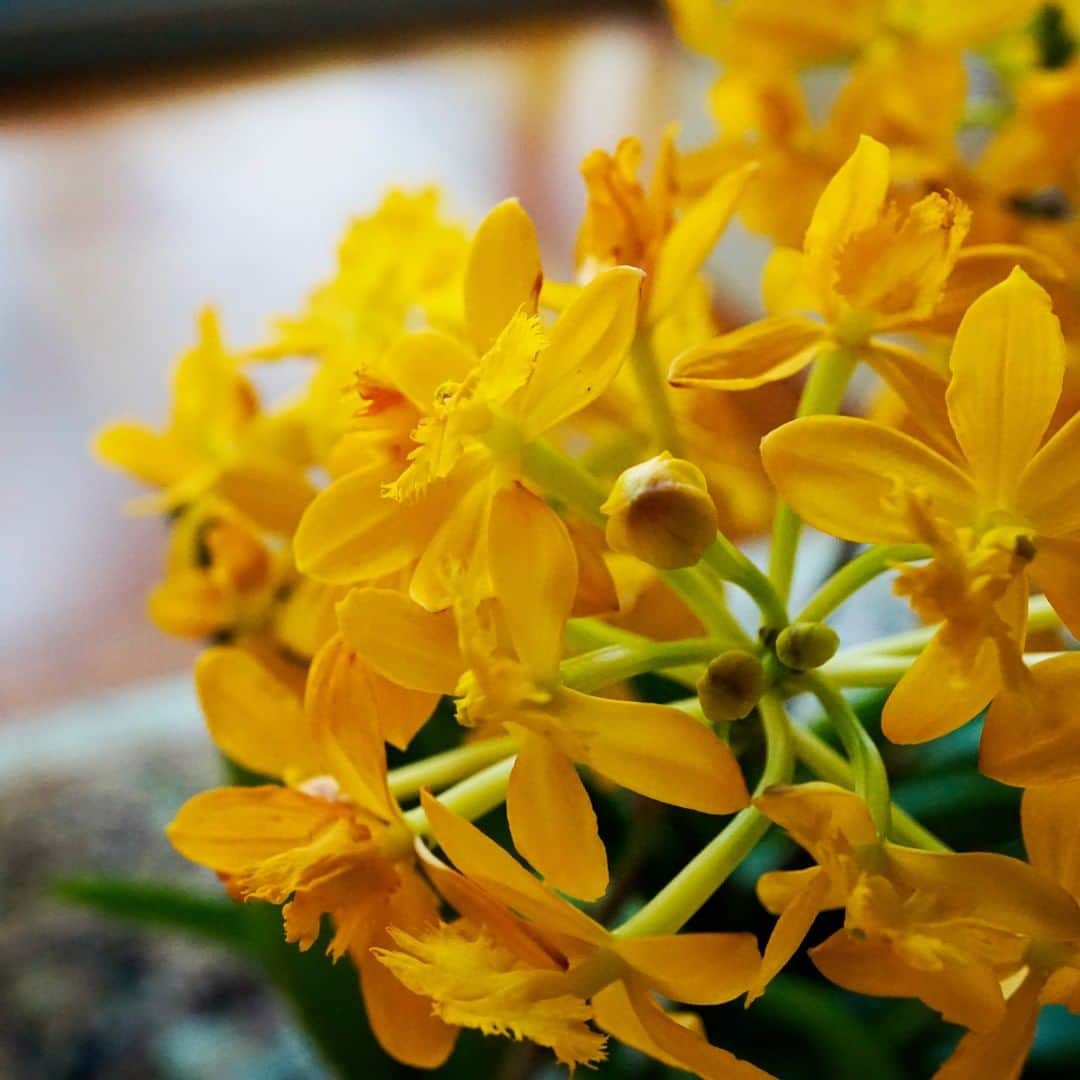 Spurさんのインスタグラム写真 Spurinstagram まるで 鷺草 のように 翼を広げたようなかたちの花びらがはためく不思議な花は 蘭の一種 エピデンドラム 元気なビタミンカラーが 静かな在宅勤務の小さな活力になります Allgoodflowers おうち時間 在宅勤務