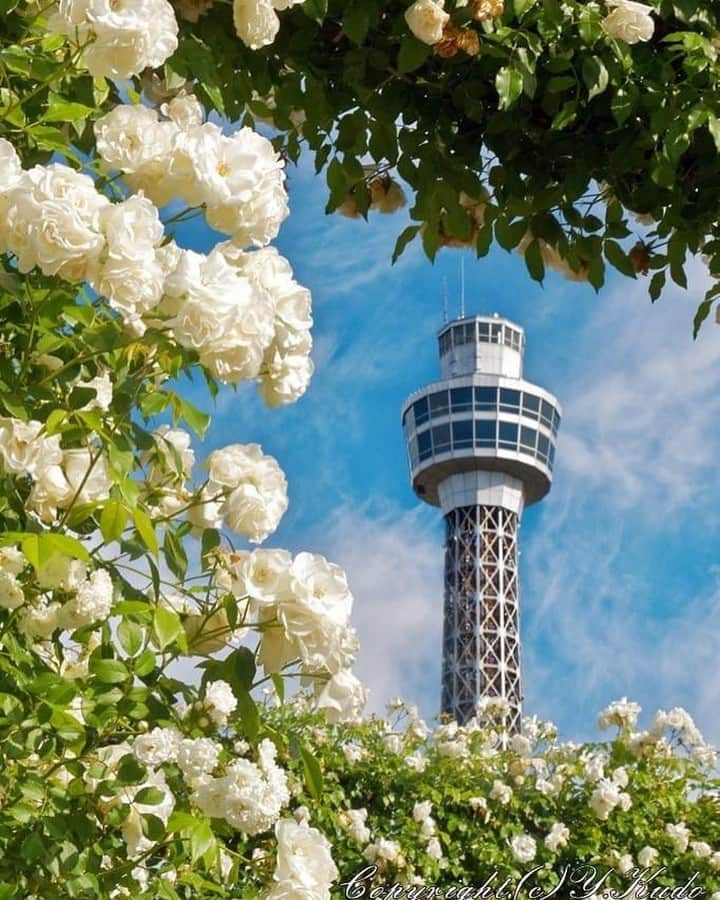 横浜市さんのインスタグラム写真 - (横浜市Instagram)「Showcasing #yokohamatomorrow, a collection of memories while looking forward to tomorrow.﻿ ﻿ “撮影地は山下公園です。今年はこの公園の薔薇コーナーにはコロナ禍で入れません。昨年のストック写真となります。”﻿ ﻿ Photo & Text: @kdo.yokohama﻿ ﻿ #yokohamatomorrow﻿ ﻿ -﻿ ﻿ 皆様がいままでに撮られた大好きな横浜の写真（去年の同じ季節に撮られた写真など）に思い出などのエピソードとハッシュタグ #yokohamatomorrow を付けて投稿していただけないでしょうか？﻿ ﻿ ハッシュタグをつけて投稿していただいた写真を、健やかな日々が戻ってくると信じてご紹介していきます。﻿ ﻿ Looking forward to tomorrow, we have a request: Post your favorite memories and experiences in Yokohama - Something from last year or your last trip perhaps? - with the hashtag #yokohamatomorrow.﻿ ﻿ We will showcase these memories on our Instagram as they represent the Yokohama we are looking forward to while we navigate this challenging time together.﻿ ﻿ #myyokohama﻿ ﻿ #yokohama #darlingescapes #beautifuldestinations #artofvisuals #somewheremagazine #discoverglobe #travelawesome #passionpassport #lovejapan #explorejapan #japanlife #japanfocus #japan_vacations #japanrevealed #よこはま #ヨコハマ #横浜 #stayhome #staysafe #besafe #stayhomestaysafe #staysafeeveryone﻿」5月24日 18時00分 - findyouryokohama_japan