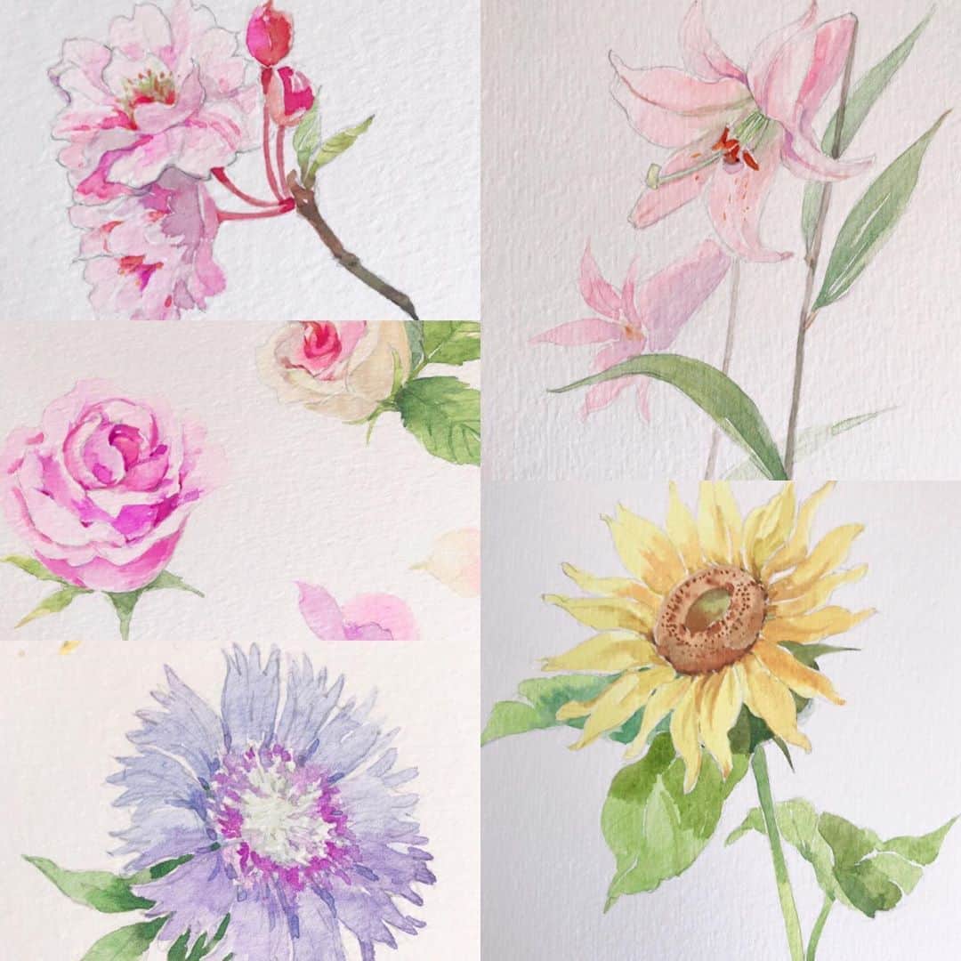 イラストレーター山崎牧子のインスタグラム：「おうちギャラリー Gallery art Home  花のスケッチより オオシマザクラ／バラ／ストケシア ／ササユリ／ヒマワリ  ようやく少し片付いた 自分の仕事場で、ホッとできる 時間に投稿させていただく ささやかなアートです。 同じように、今日もやれやれと ホッとする時間にInstagramを 開いて、ご覧くださった 方に少しでも楽しんで いただけたらうれしいです。  自分の大好きな世界がいつもそこに あるNatural Harmonyさんのお庭 cafe hygge @n_harmony1128  さんよりバトンをいただき ありがとうございます😌  #おうちギャラリー #新型コロナウィルス 【Gallery art home ] "Don't let the corona shock get the best of you and enjoy the art at home 🌈 Even if the artist can't show the gallery, they can show their work on Facebook! And for those of you who are watching, let's enjoy the art at home!  I'll be presenting three of my own creations each day for five consecutive days. On the last day of the event, we'll be handing over the baton to 1-5 other artists to take on the challenge!  #GalleryartHome #HomeGallery #thePowerofArt #Button #StayHome #Washyourhands #Don'tLoseHope #COVID-19.  #coronavirus #new coronavirus #WeAreTheWorld #HumanityvsCOVID-19」