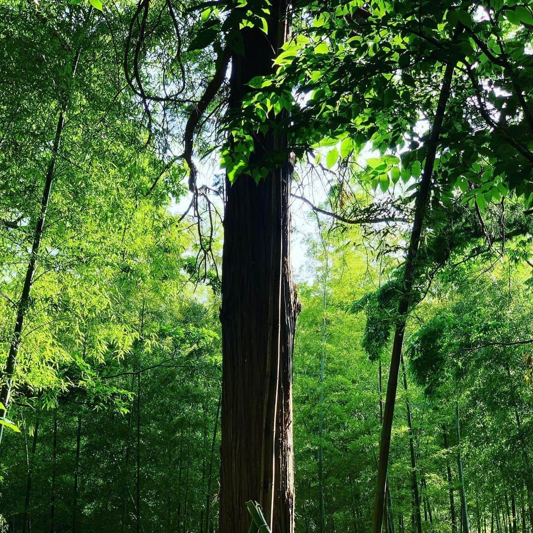 鈴木渉さんのインスタグラム写真 - (鈴木渉Instagram)「#🚶‍♂️ #🌳　#☀️」5月24日 18時15分 - watarumble0223