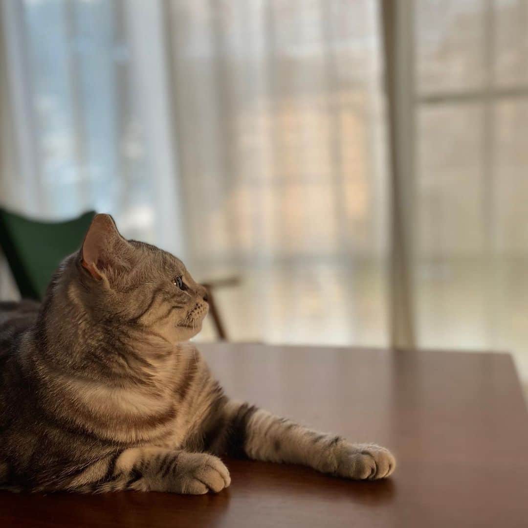 8n21のインスタグラム：「意識高い #ベネシアさんみてる #丁寧なネコ #cats #ねこ部」