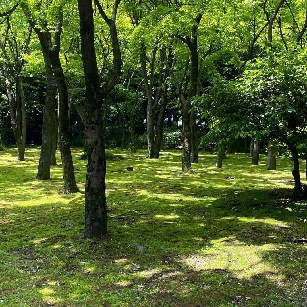 宋美玄さんのインスタグラム写真 - (宋美玄Instagram)「北の丸公園に散歩に行きました。ステイホームの間に季節はすっかり初夏。日差しが強くて木漏れ日がちょうどいいですね。来年はお花見できるかなあ。 #ステイホーム #コロナに負けるな #北の丸公園 #散歩道 #シロツメクサ」5月24日 18時30分 - mihyonsongkobe