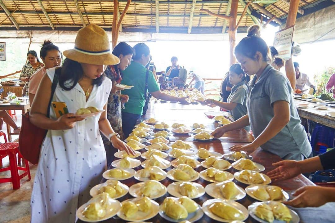 タイ国政府観光庁さんのインスタグラム写真 - (タイ国政府観光庁Instagram)「・﻿ ＼タイの南国フルーツを堪能するなら／﻿ ﻿ 昨日に続き、ラヨーンにあるフルーツ農園「スアン・ラマイ」@suanlamai をご紹介します😘﻿ ﻿ ラヨーンはトロピカルフルーツの産地として知られていて、こちらの農園で大人気なのが、トロピカルフルーツ食べ放題ツアー🍍💕﻿ ﻿ トロリーに乗車して農園を巡りながらフルーツの収穫体験をしたり、フルーツの食べ放題スポットにも立ち寄り、その場で穫れたてのフルーツを楽しむことができます😍﻿ ﻿ さらに、フルーツは農薬を使わないこだわりのオーガニック栽培🌿﻿ ドリアン、マンゴスチン、ランブータン、スターフルーツなどの獲れたてのフルーツをお腹いっぱい満喫しちゃおう👍✨﻿ ﻿ なお開園されるのは4月〜6月の期間限定🌺﻿ ﻿ #タイフルーツ農園 #タイ #ラヨーン #タイフルーツ #南国フルーツ #トロピカルフルーツ #フルーツ狩り #ローカル体験 #ドリアン #スターフルーツ #マンゴスチン #フルーツ #フルーツ大好き #食べるの大好き #食べるの好きな人と繋がりたい #こんなタイ知らなかった #もっと知りタイ #ラヨーン旅行 #タイ旅行  #旅好きな人と繋がりたい #旅行好きな人と繋がりたい #thailand #rayong #suanlamai #amazingthailand #thailandtravel #thailandtrip #thai #thaistagram #lovethailand」5月24日 18時31分 - amazingthailandjp